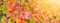 Autumn background, banner. Beautiful cotinus coggygria tree in bright autumn colors