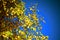 Autumn background with birch yellow leaves and blue sky