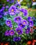 Autumn background with blue asters. Brachyscome multifida var. dilatata ( Cut-Leafed Daisy, rocky daisy or Hawkesbury daisy