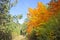 Autumn background - bright yellowing leaves of Canadian maple in the middle of green leaves of arched trees.