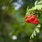 Autumn background with bunch of ripe Rowan