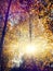 Autumn background. colorful foliage in the trees  gloving in sun