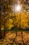 Autumn background. colorful foliage in the trees gloving in sunlight