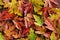 Autumn background with colorful maple leaves with rain drops