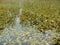 Autumn background with foliage layers, densely lying on the water