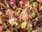 Autumn background generic foliage red leaves spiky branch