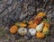 Autumn Background of Gourds and Flowers