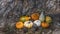 Autumn Background of Gourds Under the Pine Tree