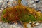 Autumn background. Green moss lat. Bryophyta on the gray stones. Mosses - Department of higher plants.