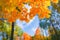 Autumn background landscape. Yellow color tree, red orange foliage in fall forest. Abstract autumn nature beauty scene October