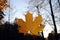 Autumn background. Last maple leaf on a branch against a blue turquoise sky background glows in the sun close-up in nature
