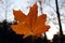 Autumn background. Last maple leaf on a branch against a blue turquoise sky background glows in the sun close-up in nature