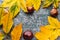 Autumn background. Leaves with chestnuts on a crumpled background