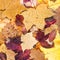 autumn background from many fallen leaves