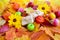 Autumn background with maple leaves, flowers, apples and berries