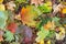 Autumn background Multi coloured leaves