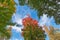 Autumn background. Multicolored yellow, green and red leaves on a background of blue sky in an autumn park. Soft focus