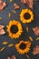 Autumn background with natural dried leaves and sunflowers on dark grey stone top, top view, copy space. Fall, Thanksgiving