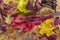 Autumn background. Ð¡olorful foliage. Indian summer