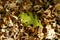 Autumn background. One green oak leaf on a background of dry yellow leaves.