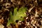 Autumn background. One green oak leaf on a background of dry yellow leaves.