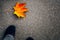 Autumn background one lonely colorful maple leaf red orange yellow fall foliage on the road on dark asphalt in the fall season in