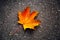 Autumn background one lonely colorful maple leaf of red orange yellow fall foliage on the road on dark asphalt in September Octobe