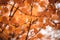 Autumn background with orange bright colorful leaves. Closeup image of red and orange leaves. Autumn landscape