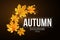 Autumn background of orange flying maple leaves. Fall festive template for your design. Abstract golden lights bokeh. Seasonal