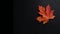 Autumn background orange marple leaf on black with copy space for text. Fall background. Generative ai