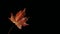 Autumn background orange marple leaf on black with copy space for text. Fall background. Generative ai
