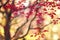 Autumn background with picturesque branches of red Japanese maples.