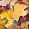 autumn background from pied fallen leaves