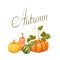 Autumn background with pumpkins. Decorative illustration from vegetables and leaves