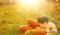 Autumn background with pumpkins on green grass.Harvest or Thanksgiving background