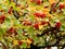 Autumn background red berries and yellow hawthorn leaves, selective focus