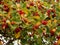 Autumn background red berries and yellow hawthorn leaves, selective focus