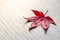 Autumn background, red maple leaf with water drops in sunlight on wooden plate
