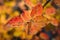 Autumn background, red and orange bright leaves