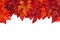 Autumn background with red and orange fall leaves isolated over