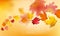 Autumn Background with Red and Yellow Maple Leaves. Nature Fall Seasonal Design Template for Web Banner, Leaflet, Sale