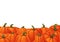 Autumn background with ripe orange pumpkins with green stems.
