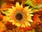 Autumn background with a sunflower