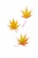 Autumn background. Yellow leaves palmate maple on a white background.