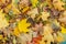 Autumn background from yellow maple leaves in nature. A lot of dry and fresh leaves leaf fall. Background wallpaper banner