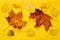 Autumn background yellow red leaves maple birch oak on yellow