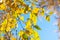 Autumn background of yellowing birch leaves against a blue sky