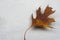 AUTUMN BACKGROUNDS. ORANGE COLORFUL LEAF AGAINST GRAY CONCRET TR