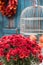 Autumn backyard decoration with flowers, maple leaves and old cage