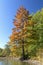 Autumn Bald Cypress and Pond